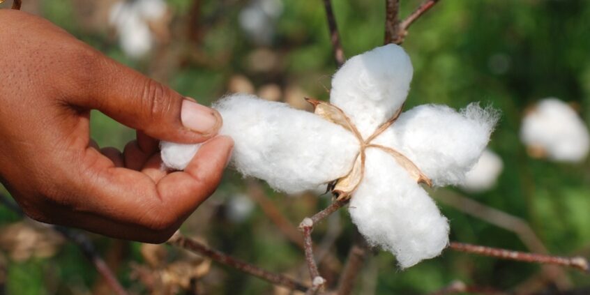 Cotton flower in full bloom