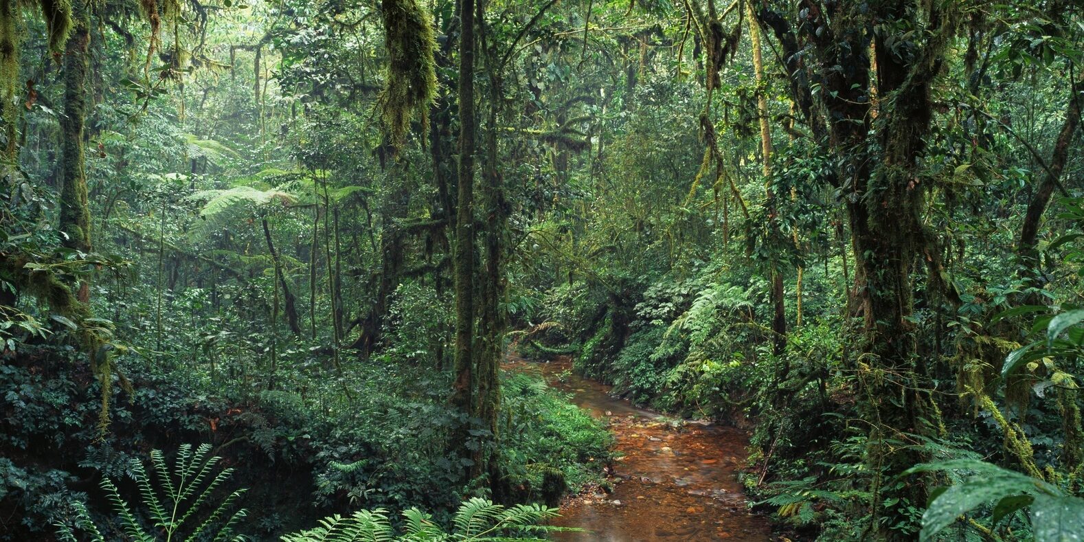 jungle © gi0572