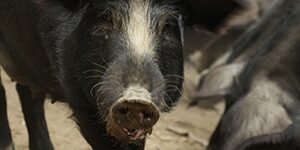Elevage cochons