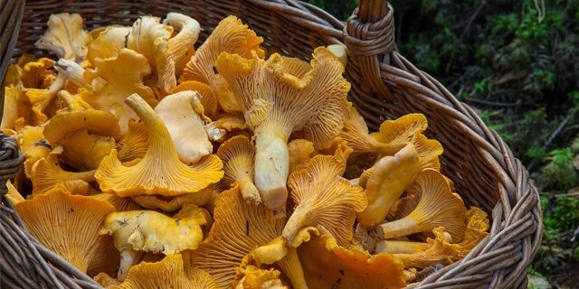 Girolles