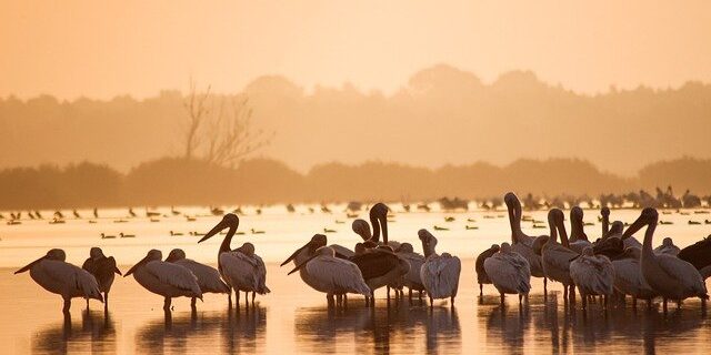 great-white-pelicans-g94eb67f64_640