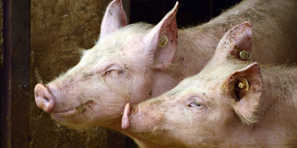 Cochons