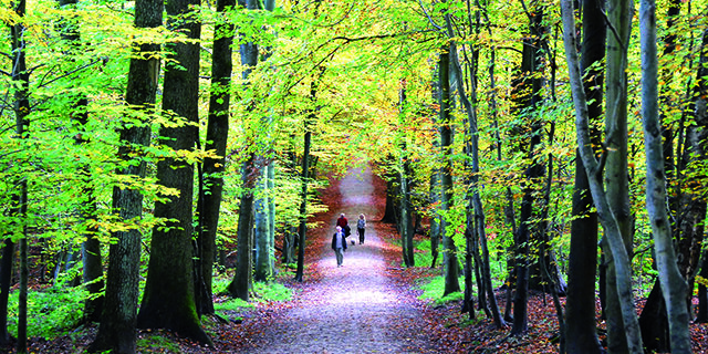 forêt