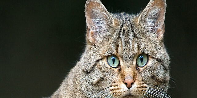 Felis_silvestris_silvestris_Luc_Viatour-tête Felis_silvestris_silvestris_Luc_Viatour