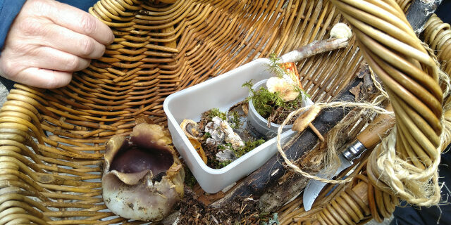 panier à champignons