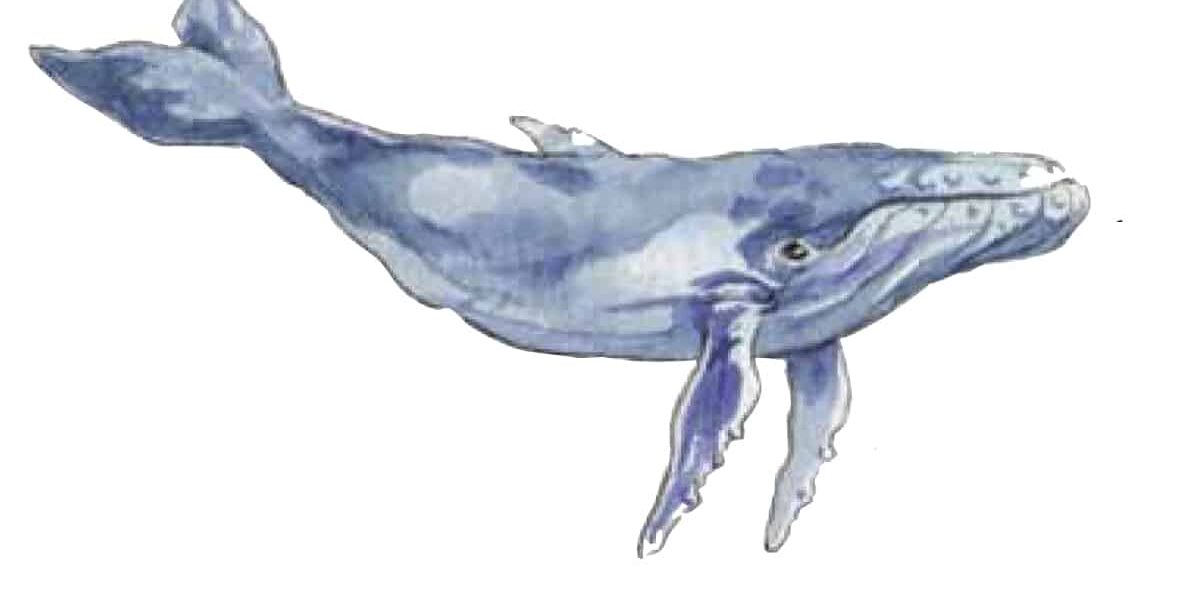 baleine