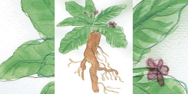 La mandragore, plante magique aux racines torturées, était réputée crier quand on l’arrachait. illustration : Nawal Carayol La mandragore, plante magique aux racines torturées, était réputée crier quand on l'arrachait. illustration : Nawal Carayol