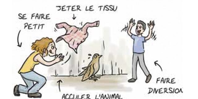 Aider les animaux
