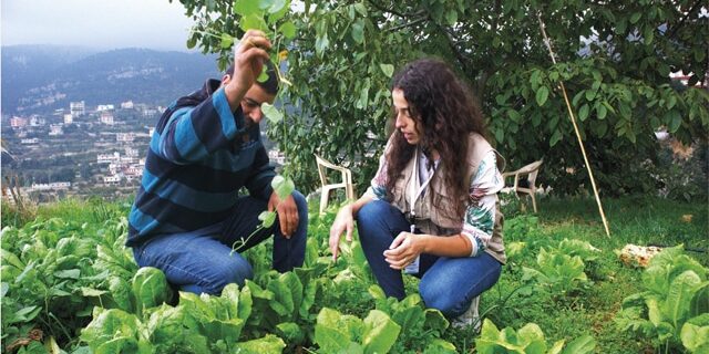 Hanine Abdallah, de l’ONG Mada et Ahmad Barri, l’un des paysans qu’elle accompagne, examinent les choux verts d’une parcelle expérimentale. (photo Amélie David) Hanine Abdallah, de l'ONG Mada et Ahmad Barri, l'un des paysans qu'elle accompagne, examinent les choux verts d'une parcelle expérimentale. (photo Amélie David)
