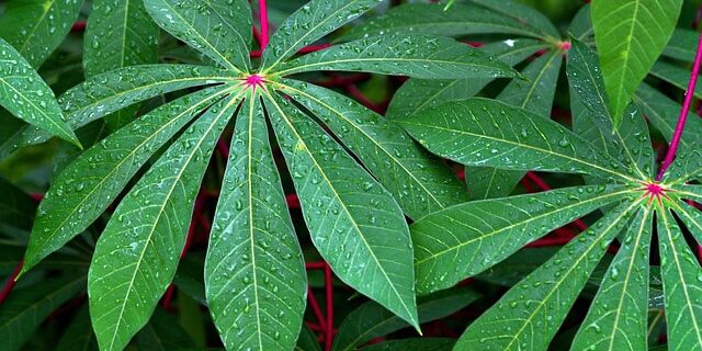feuilles de manioc