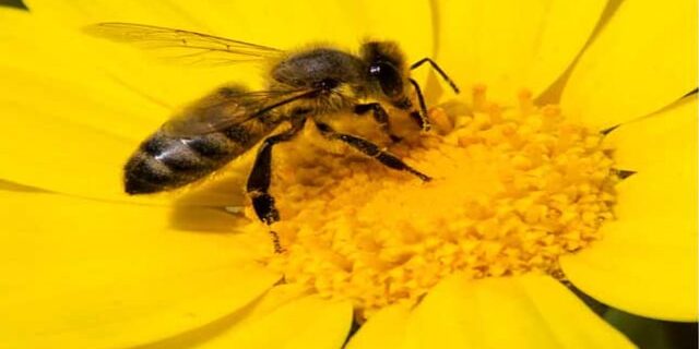 abeille