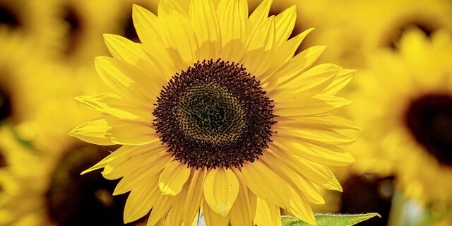 suju-foto-sunflowers-3790834_1920