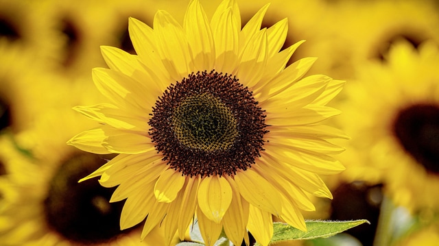 suju-foto-sunflowers-3790834_1920